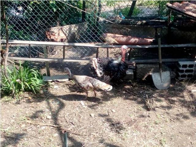 Pedipaper de Cepães