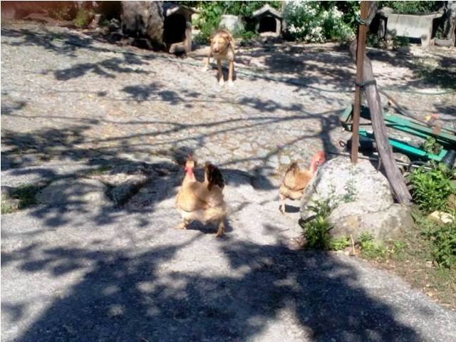 Pedipaper de Cepães